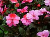 Impatiens New Guinea